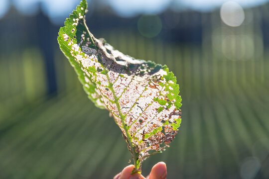 Sunlight passing through veins in a dried leaf