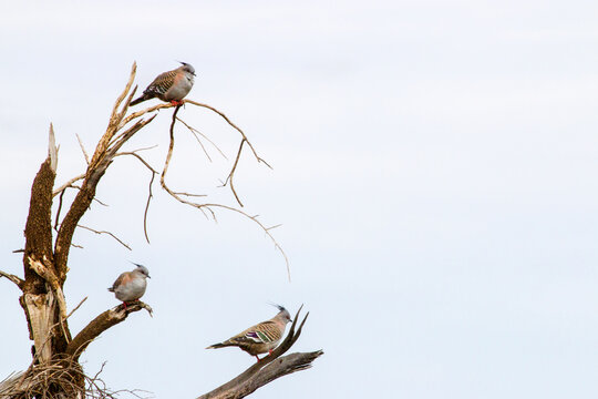 Three crested pigeons perched on a dead tree
