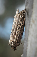 Case moth (Clania (genus)),Callum Brae Nature Reserve, ACT, September 2024