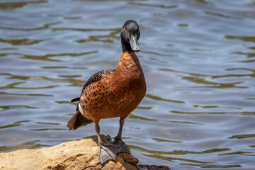 Chestnut Teal (Anas castanea) male, Gerroa, NSW, December 2024