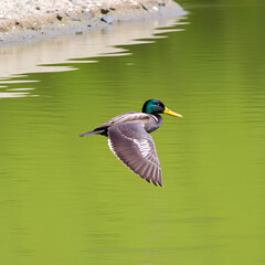 Fototapeta premium Spatula clypeata - Northern Shoveler - Canard souchet