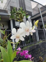 White dendrodium bigibbum orchid in Indonesia it called anggrek