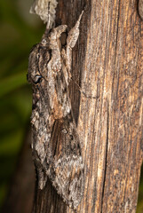 Convolvulus Hawk Moth (Agrius convolvuli), Narooma, NSW, December 2024