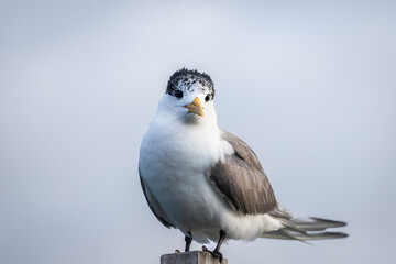 Crested Tern (Thalasseus bergii), Narooma, NSW, December 2024