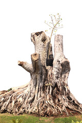 Dead tree stump on white background