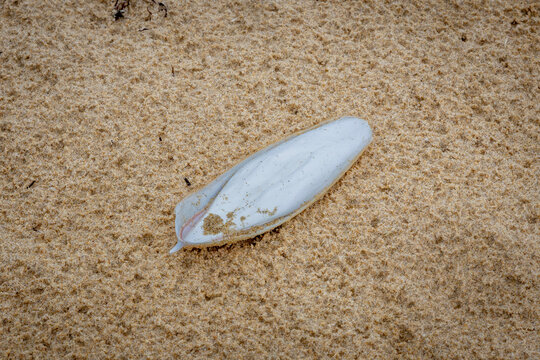 Cuttlefish cuttlebone on the beach, Narooma, NSW, February 2025