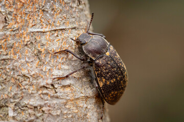 Darkling Beetle (Pachycoelia sulcicollis), Narooma, NSW, January 2025