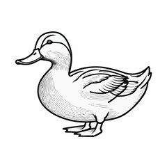 Naklejka premium Adult Duck Vector Illustration in Classic Hand Drawn Style