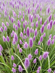 Obraz premium Vibrant field of Cyperus rotundus showcasing varying shades of green and purple sedge plants in a natural landscape setting.