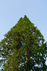 green tree in the forest