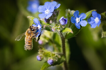 A bee collecting nectar from flowers