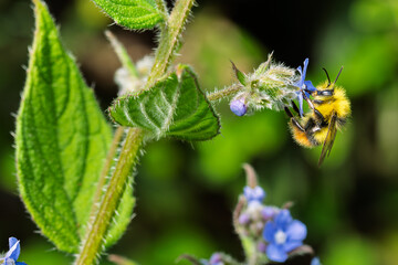 A bee collecting nectar from flowers