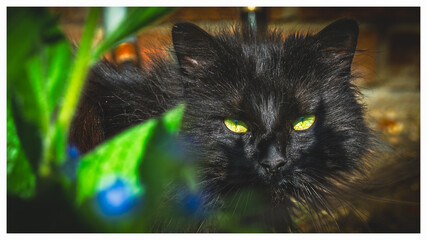 Black cat resting outside