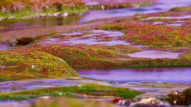 Coastal intertidal zone rocks covered in vibrant algae washed by flowing water creating vibrant textures and patterns.