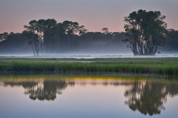 Wetland marsh in with fog