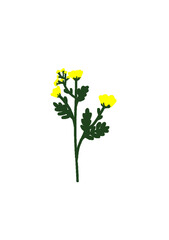 yellow flower isolated on white