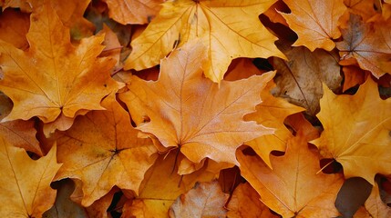 Frost-Kissed Autumn Maple Leaves: A Groundcover of Golden Hues