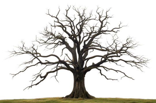 tree silhouette isolated on white