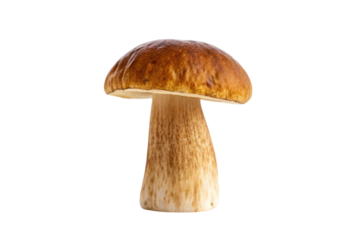 boletus edulis isolated on white background