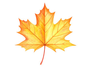 Fototapeta premium maple leaf isolated on white