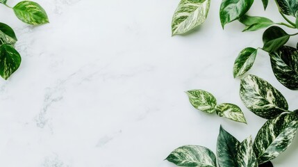 Fresh greenery on marble surface