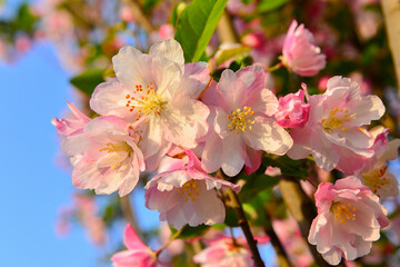 Chinese flowering crab-apple in spring