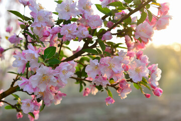 Chinese flowering crab-apple in spring