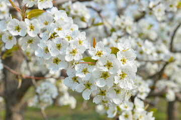 Obraz premium Pear flower in full bloom in spring