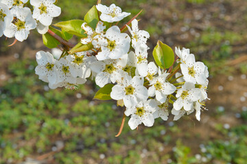 Pear flower in full bloom in spring