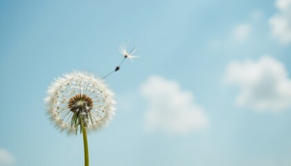 Obraz premium Whimsical dandelion seedhead floating against a vibrant blue sky
