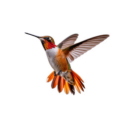 Fototapeta premium A vibrant Rufous Hummingbird in flight against a black background showcasing its iridescent plumage and detailed features.