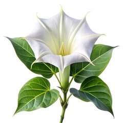 Stunning White Datura Flower