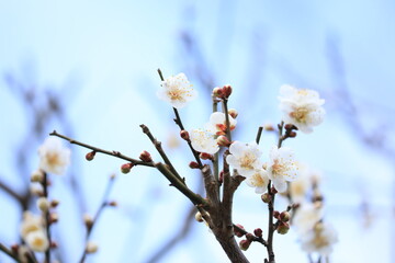 Wintersweet flower blossoms in the blue sky