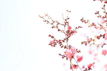 Wintersweet flower blossoms in the blue sky