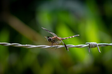 Dragonfly on a barbed wire in the garden, 
