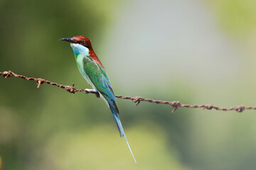 Blue-throated Flycatcher - Merops viridis A colourful insectivore perched on a barbed wire, with a beautiful background. Thailand.