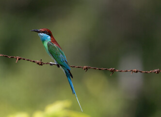 Blue-throated Flycatcher - Merops viridis A colourful insectivore perched on a barbed wire, with a...