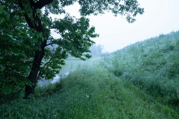 霧に包まれる草原