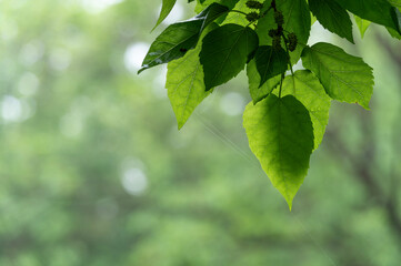 光を浴びて輝く新緑の若葉