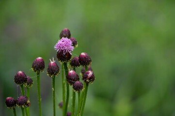 野原に咲くキツネアザミ