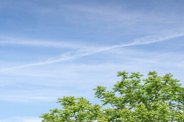 爽やかな青空と新緑