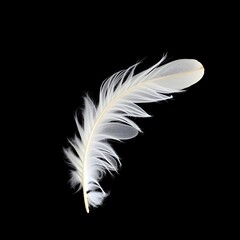 Obraz premium White Bird Feather on Black Background – Minimalist High-Contrast Nature Art
