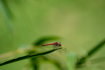 赤トンボ © Ksatou