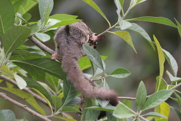 sugar glider, squirrel, flying squirrel, photo of a sugar glider in a tree