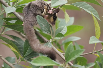 sugar glider, squirrel, flying squirrel, photo of a sugar glider in a tree