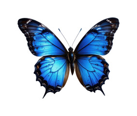 one blue butterfly on a white background, in a crisp style, with clean lines, no shadow, even lighting, high resolution
