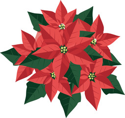 Obraz premium Poinsettia flower cluster red and green leaves festive plant vector illustration 