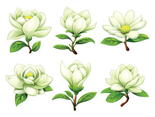 White magnolia flowers at different blooming stages. Vector cartoon illustration