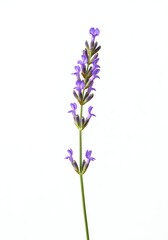 Fototapeta premium Lavender Sprig: A Delicate Purple Botanical Study