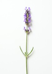 Naklejka premium Elegant Lavender Sprig: A Minimalist Botanical Study